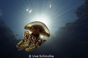 natural marine torch by Uwe Schmolke 